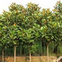 花木种植，销售