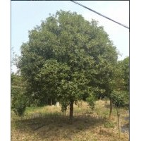 长期供应:八月桂，金桔树，各种规格及小苗1