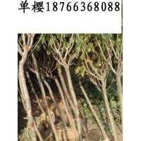 出售单樱1~5公分
