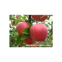 新品种苹果苗，神富一号苹果苗，富士王苹果苗