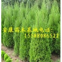 提供2米黑松苗2米侧柏苗价格优惠量大