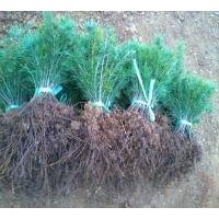 河南最新雪松小苗20公分高多少钱一棵