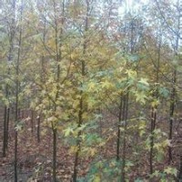 枫香报价南京10公分枫香出售