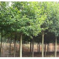 含笑供应南京含笑销售基地报价