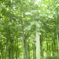 青桐20公分优质青桐报价南京青桐出售