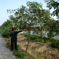 江苏沭阳1米高大叶女贞苗2米高大叶女贞树苗送货上门销售