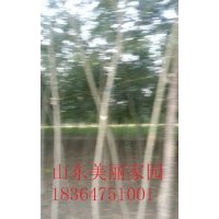 山东供应3公分合欢