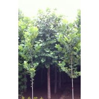 特供法桐，白蜡，国槐