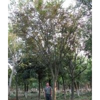 今年5公分红榉树价格，红榉树产地供应