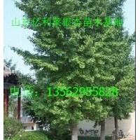 供应银杏树