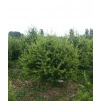 龙柏 大量供应龙柏 只收人工费用