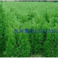 龙柏，蜀桧，洒金柏，侧柏，爬地柏，刺柏，雪松，塔柏等苗木