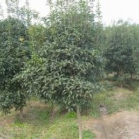 提供丛生多干桂花价格5公分6公分高杆金桂报价