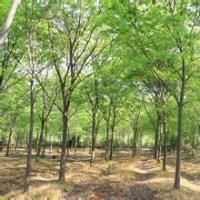 江苏红榉树价格5公分10公分15公分红榉树报价