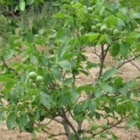 1米核桃苗大量出售、1米核桃苗大量低价优惠供应