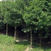 3公分大叶女贞出售、大量低价大叶女贞优惠供应