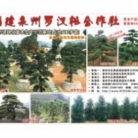 便宜销售毛杜鹃