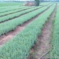 5米籽播雪松一级苗价格雪松产地供应信息