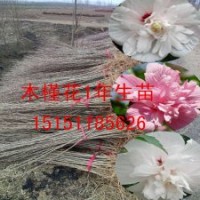江苏一年生木槿苗紫花木槿苗白花食用木槿苗价格