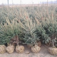 甘肃云杉基地供应价格