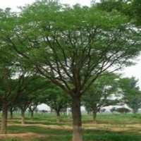 国槐苗木价格15公分国槐产地20公分国槐价格