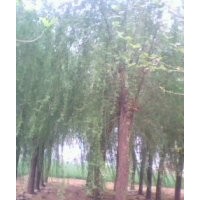 供应，毛白杨，107，国槐