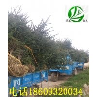 甘肃云杉1米2米3米青杄云杉