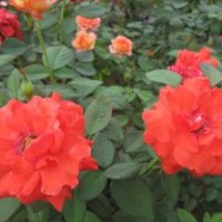 供应观花类植物 月季 红帽月季 红帽月季盆栽 绿化专用月季
