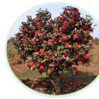 各规格、各品种嫁接茶花供应