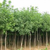 枫香报价大量供应15公分精品枫香报价