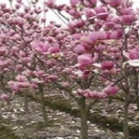 红玉兰供应价格10公分优质红玉兰销售