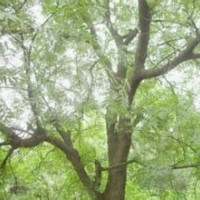 供应20公分黄连木销售价格