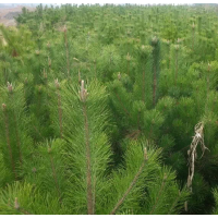 供应1.5米油松大田苗