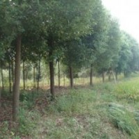 供应15公分丛生香樟，切杆香樟，多头香樟