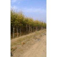 河北保定大量供应5-15公分金叶榆