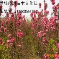 1米西府海棠大量出售、1公分西府海棠大量供应