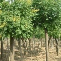 湖南15公分速生栾树,18公分精品栾树,栾树基地