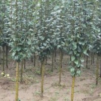 大量供应2至8公分西府海棠