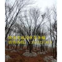茶条槭 国槐 蒙古栎 五角枫等苗木供应