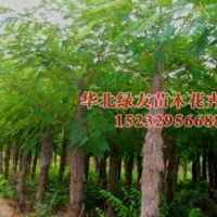 河北苗木金叶榆,国槐,法桐