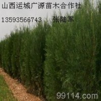 2、3米侧柏大量低价优惠供应