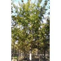 邳州海峰供应银杏树价格