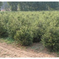 50公分华山松大量出售、大量低价供应华山松