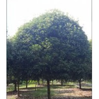 低价供应：桂花，丹桂，金桂，金桔等绿化树苗及小苗.