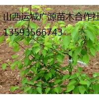 2、3公分山杏树出售、大量低价山杏树优惠供应