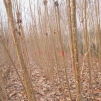 河南意杨价格7公分8公分意杨报价意杨产地