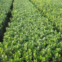 花木种植，销售