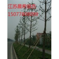 金银花价格，金银花批发，金银花基地，江苏晨希银杏