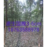 柳树苗木种植基地在哪-威傲苗木