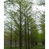 对外供应15~50公分银杏苗木